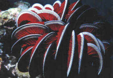 Classe Crinoidea Classe Crinoidea
