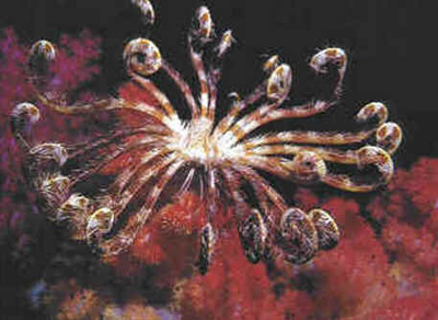 Classe Crinoidea Classe Crinoidea