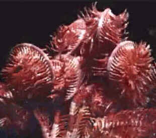 Classe Crinoidea Classe Crinoidea