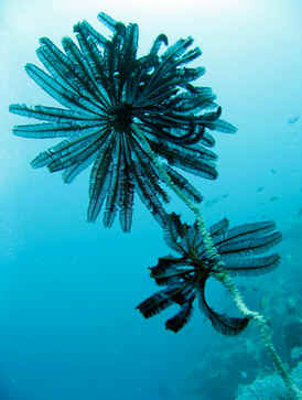 Classe Crinoidea Classe Crinoidea