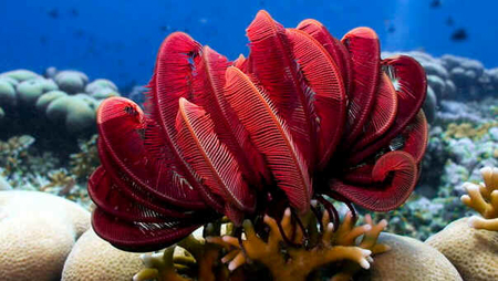 Classe Crinoidea Classe Crinoidea