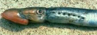 Classe Cyclostomata