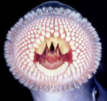 Classe Cyclostomata