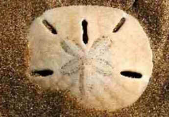 Classe Echinoidea