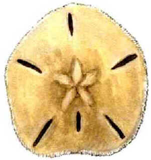 Classe Echinoidea