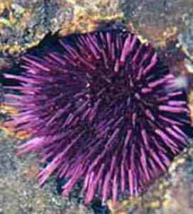 Classe Echinoidea