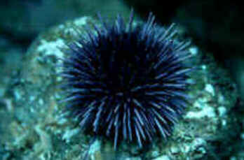Classe Echinoidea