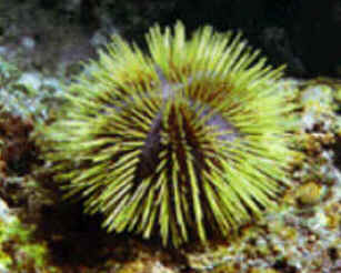 Classe Echinoidea
