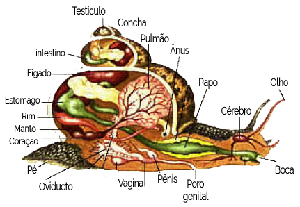 Classe Gastropoda