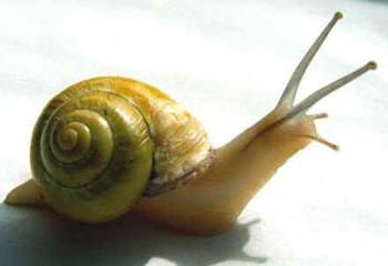 Classe Gastropoda