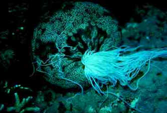 Classe Holothuroidea