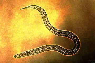 Classe Nematoda