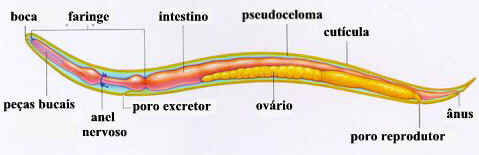 Classe Nematoda