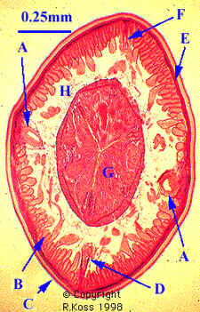 Classe Nematoda