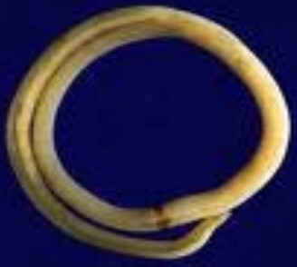 Classe Nematoda