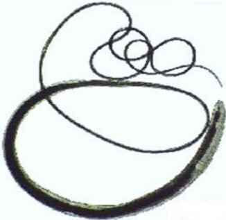 Classe Nematoda
