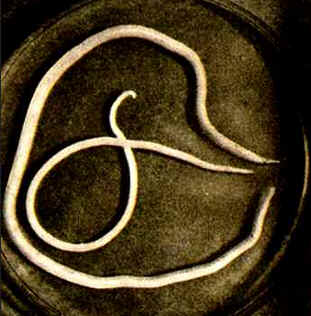 Classe Nematoda