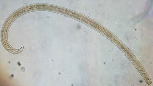 Classe Nematoda