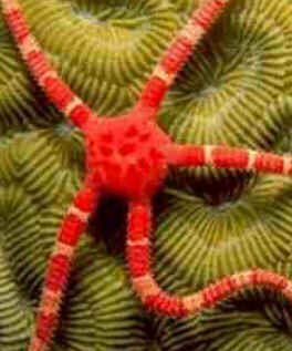 Classe Ophiuroidea