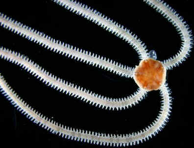Classe Ophiuroidea