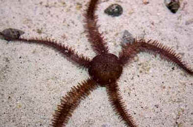 Classe Ophiuroidea