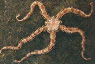 Classe Ophiuroidea