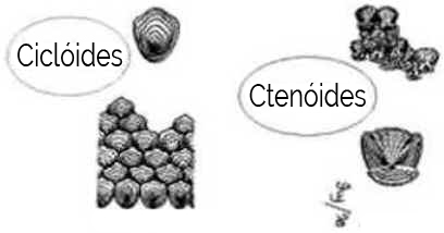 Classe Osteichthyes