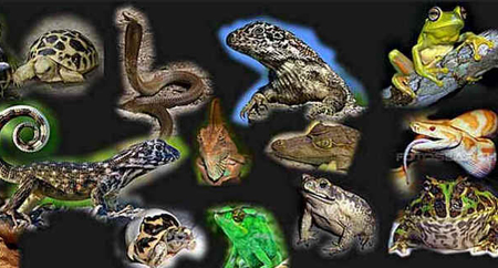 Classe Reptilia Classe Reptilia