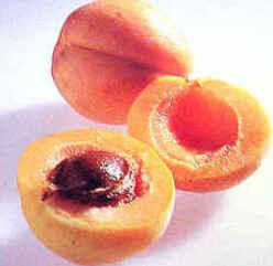 Damasco