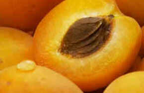 Damasco