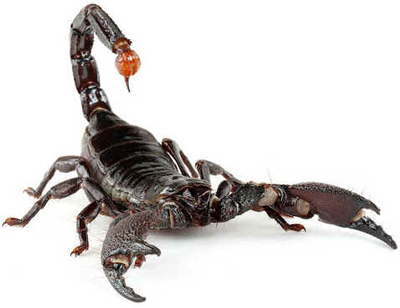 Escorpiões Escorpiões