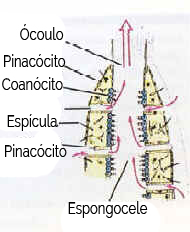 Esponjas 