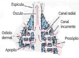 Esponjas 