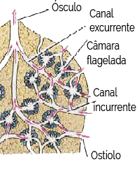 Esponjas 