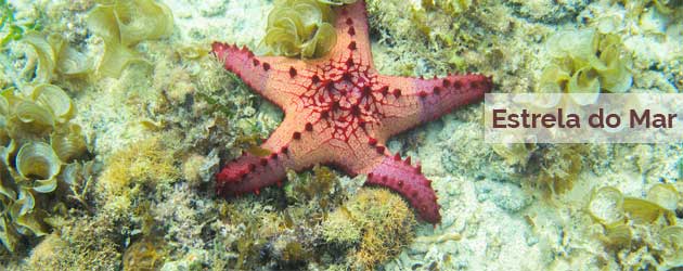 Estrela do Mar