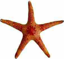 Estrela do Mar Estrela do Mar