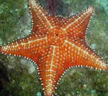 Estrela do Mar Estrela do Mar