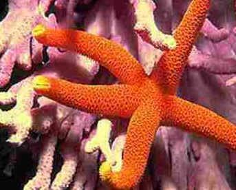 Estrela do Mar Estrela do Mar