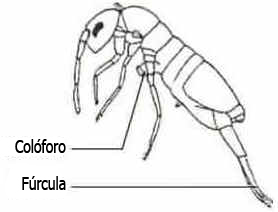 Filo Artrópodes Filo Artrópodes