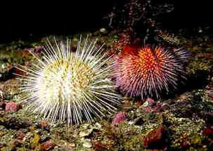 Filo Equinodermata
