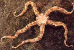Filo Equinodermata