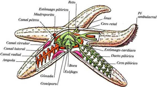 Filo Equinodermata Filo Equinodermata