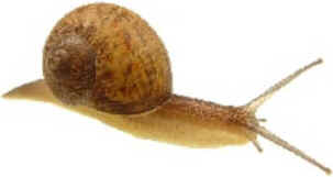 Filo Mollusca