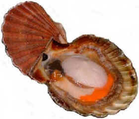 Filo Mollusca