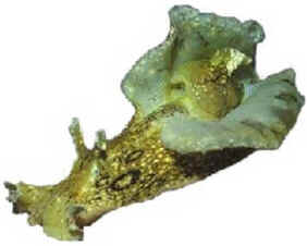 Filo Mollusca