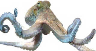Filo Mollusca