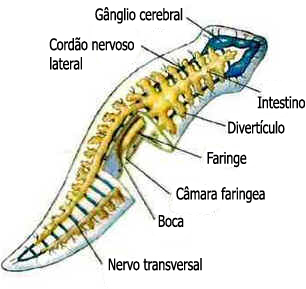 Filo Platelmintos