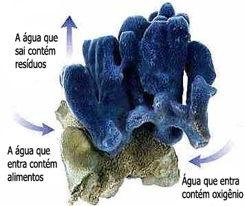 Filo Porífera