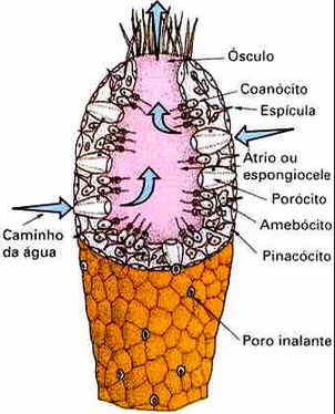Filo Porífera