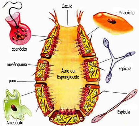 Filo Porífera